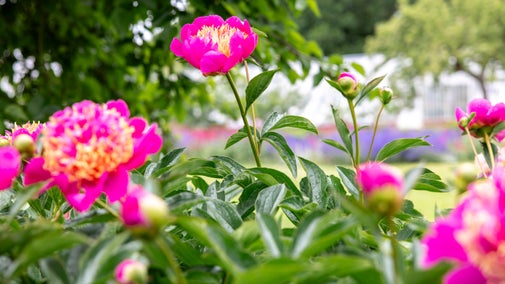 Giant vibrant pink flowers in bloom